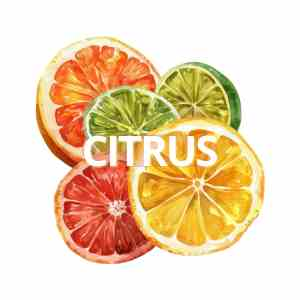 Buy Citrus Perfumes For Men & Women in India at Perfume24x7.com